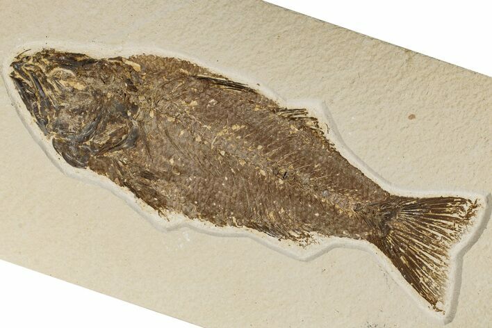 9.65" Uncommon Fish Fossil (Mioplosus) - Wyoming